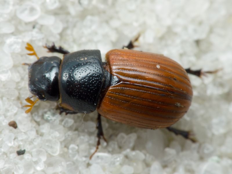 Scarabaeidae Latreille, 1802